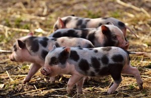 hrana porci