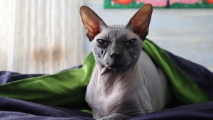 Pisica Peterbald