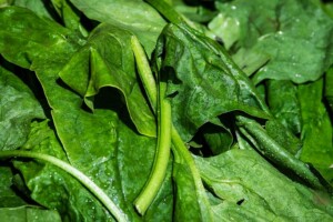 surse vegetale de fier
