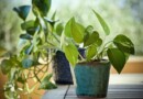 plante rezistente apartament
