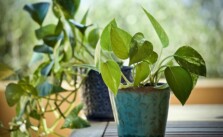 plante rezistente apartament